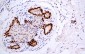 PR Antibody